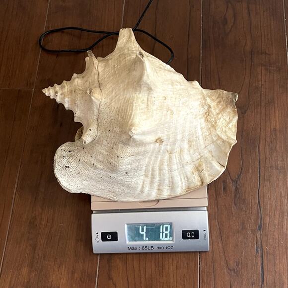 Large Queen Conch Shell 10” Natural Seashell Beach Nautical Coastal Decor Heavy - Picture 6 of 8